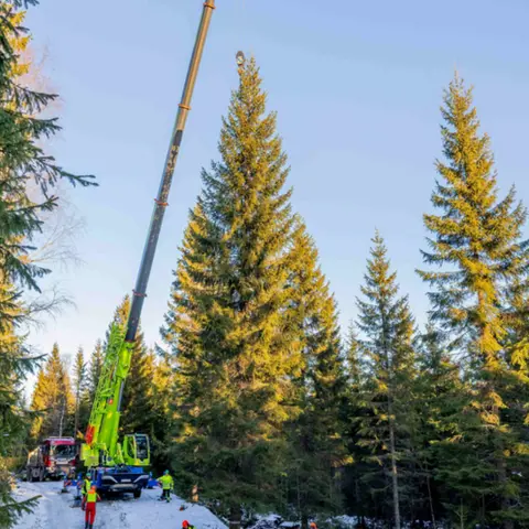 Mayor of Oslo The tree is loaded onto a ship avoiding any contact with salt water, which could damage it and sets sail for the UK