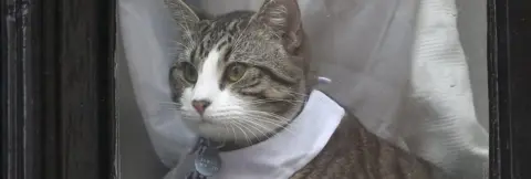 Reuters Julian Assange's cat dressed in tie and collar sits in the window of Ecuador's embassy in London, Britain November 15, 2016
