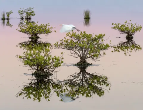 Melodi Roberts A bird flies between mangrove trees in water in Florida