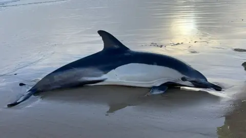 Laura Wedgewood A large dolphin lies on the beach