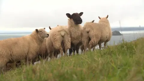 Sheep on hill