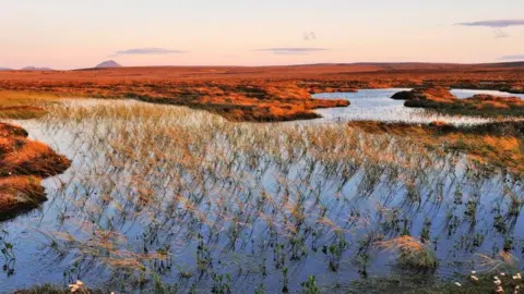 Lorne Gill/SNH Flow Country