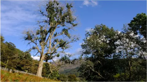 Getty Images Tree with ash dieback