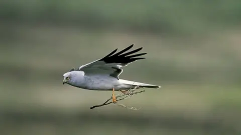 Andy Hay RSPB The upland is a stronghold for the hen harrier