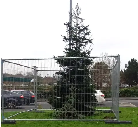 Kevin Lalley The Baillieston tree on Friday