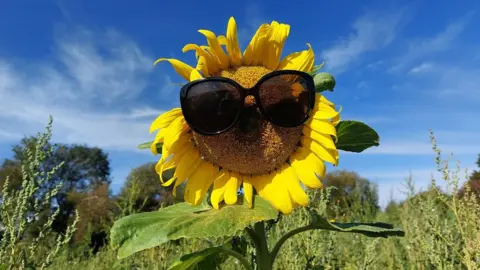 Yen Milne Sunflower wearing sunglasses at Fareham