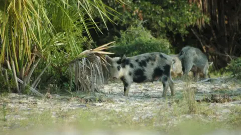 National Park Service Feral pigs