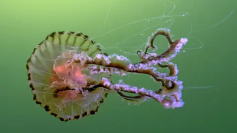 Getty Images Compass jellyfish were seen in UK seas in the last 12 months