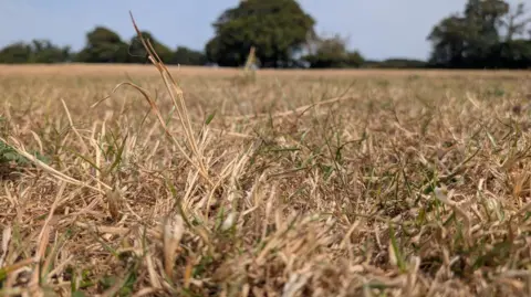From a low angle, brown grass is in the foreground with green trees and blue sky in the background.
