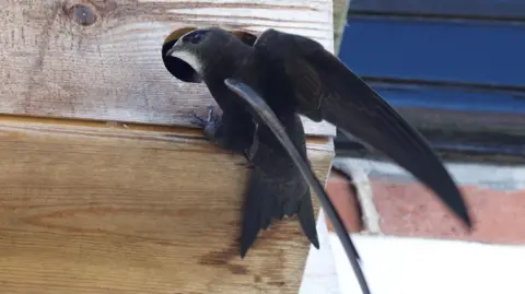 Suffolk Bird Group A black and grey swift is sat on the corner of some wood. It has a small body, and two long wings, and its head is tilted to face the camera. 