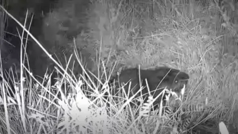 CCTV footage of a baby beaver amongst foliage - shot at night