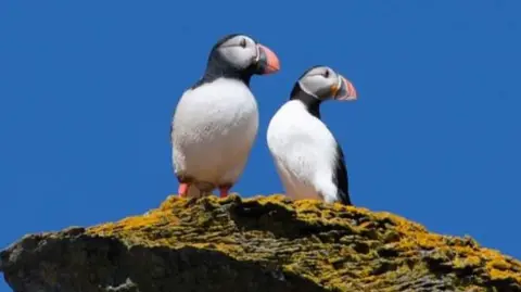 Two puffins are standing on a rock both looking to the right, with unbroken blue skies. The puffin on the left is plastic, while the puffin on the right is real. The two look remarkably alike.