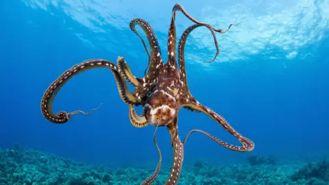 PA Media An octopus is swimming in clear water. It is patterned in brown and white, with spots on its tentacles which are all spread out. The seabed below it has coral and sea fans.