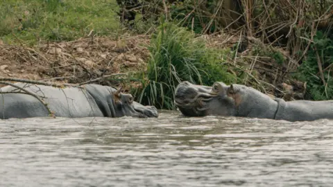 Longleat Hippos swimming in water