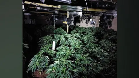 Cambridgeshire Police A room packed with rows of green cannabis plants underneath rows of lights