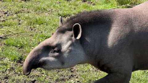 A tapir is walking into the shot, with only its front half visible. It is in a grassy area. Its ears and snout are profiled with thicker hair along its head and upper back.