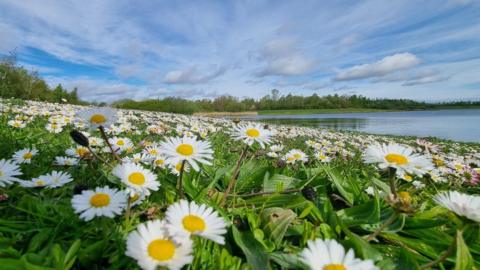 A close up of yellow and white daisies with a lake to the right and blue sky and clouds above