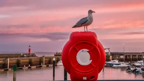 BBC Weather Watchers/Liz Elmont A seagull sitting on a lifebelt box with Watchet harbour behind and a pinkish sky