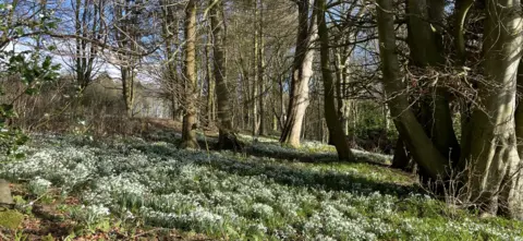 Fiona Nairn A woodland covered with snowdrops on the ground. Blue sky can be seen through the trees.