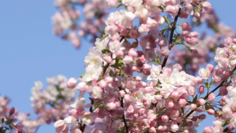 Peterborough Walks A pink flowered tree with a blue sky in the background.
