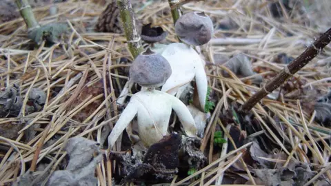 A rare type of fungi that looks vaguely human. 