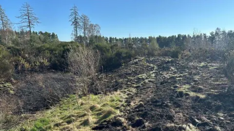 Burnt vegetation and undergrowth. Trees and bushes can be seen further from the camera. It is a dry, clear day. 