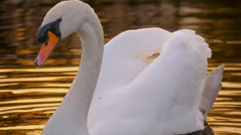 Lee Farrier A white swan with an orange beak in the water.