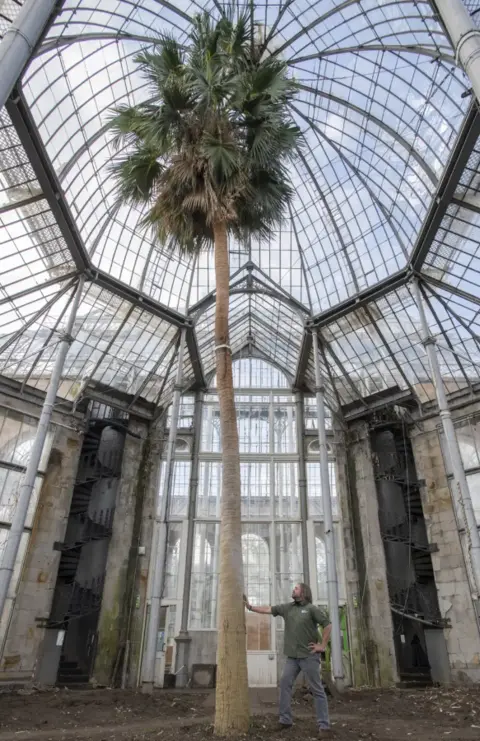 A full shot of the sabal palm at the Royal Botanic Gardens in Edinburgh