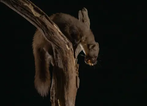 Alan Mackay A pine marten climbs a tree