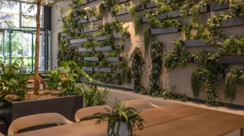 Plant Plan An office wall is filled with hanging plants and a big open window can be seen at the front of the space. A tree is growing next to a large wooden desk.