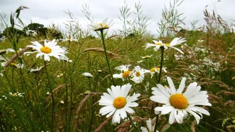 BBC Weather Watchers/Peter Stegg Daisies in Rushbury, Shropshire 
