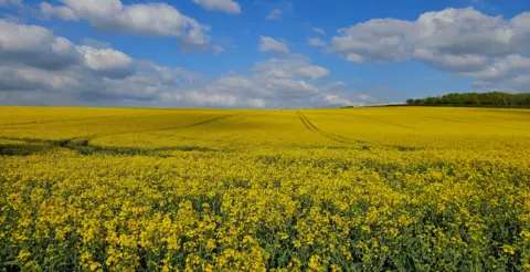 BBC Weather Watchers: Big-Ben Yellow flowers stretch across a field