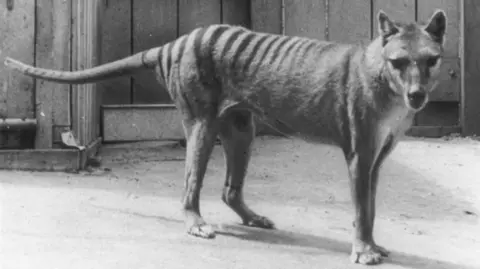 Getty Images An old, black and white photo of a thylacine, known as a Tasmanian Tiger, at Hobart Zoo, Tasmania, Australia