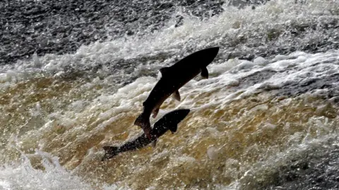 PA A silouetted Salmon jumps up the face of a rushing white water river.