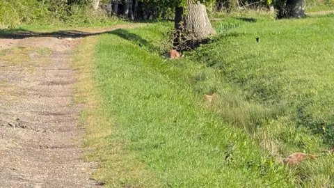 Lincolnshire Police The two brown deer lying in a gulley surrounded by grass and a tree