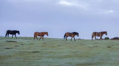 Hang Ross Four horses crossing a field in a line. They are different shades of brown, with the last one almost black.