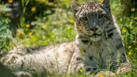 Jason Brown Indeever