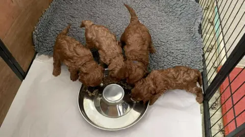 Contributed A group of four Cavalier King Charles Spaniel puppies. They are crowded round a food bowl, heads down eating. They are in a cage with a grey blanket on the floor.