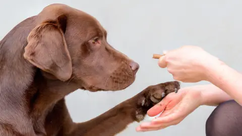 University of Cambridge The image shows a brown labrador in profile being offered a treat by a person whose face is out of shot. The person's hands can be seen offering the treat, while the labrador holds up its paw and stares at the snack. 