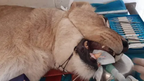 Africa Alive Dental operation on lion
