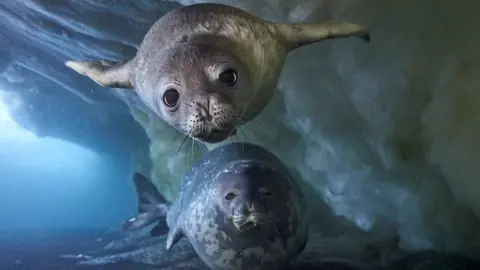 A Weddell seal pup, just a few weeks old, taking a swim with its mother beneath the sea-ice platform on which it was born, Ross Sea.