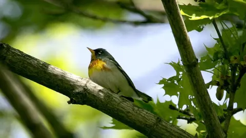 Getty Images The northern parula is one of the birds that flies over Florida for its summer migration