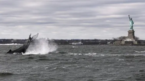 Reuters A humpback whale surfaces near the Statue of Liberty in this photo taken from a boat on New York Harbor in New York City, U.S., December 8, 2020