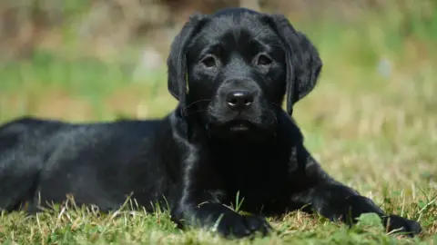 Jamie Niblock/BBC Rebel as a puppy
