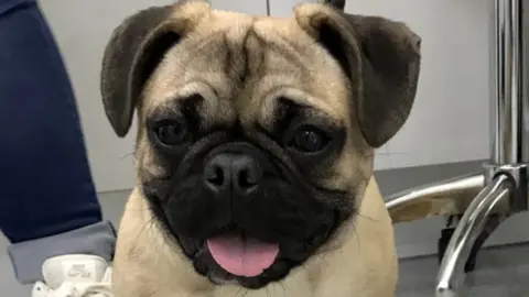 RSPCA Cymru Abandoned pug