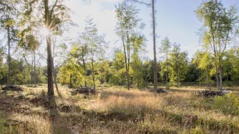 Avon Wildlife Trust Young trees grow in bright sunlight an open area of grassland dotted with stacks of brushwood. In the background is a row of thick coniferous trees.