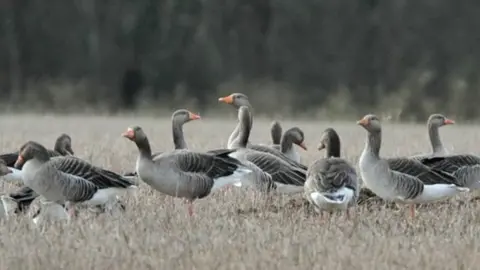NEIL G MORRIS Greylag geese in England