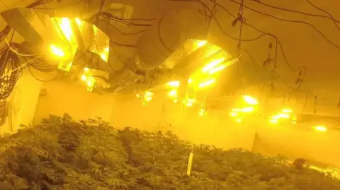 Nottinghamshire Police A room with rows of cannabis plants with several lights hanging from the ceiling above.