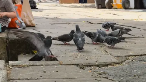 Cathy killick/BBC Pigeons gathering on the pavement