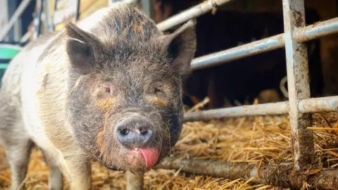 Happy Pants Ranch Poppy Pig has epilepsy and requires extra care